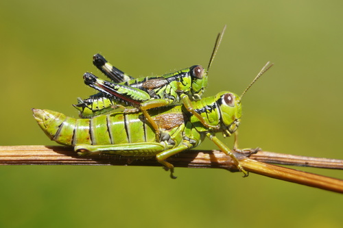 Green Mountain Grasshopper, photo 2 of 10