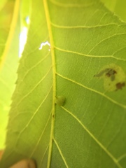 Caryomyia sanguinolenta