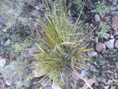 Nolina cespitifera
