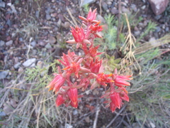 Echeveria walpoleana
