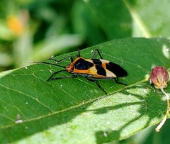 Oncopeltus fasciatus