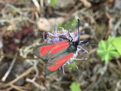 Zygaena minos