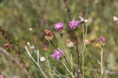 Centaurea jacea substituta