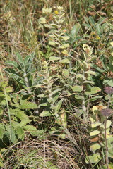 Ajuga laxmannii