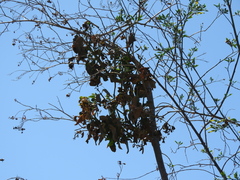 Psittacanthus calyculatus