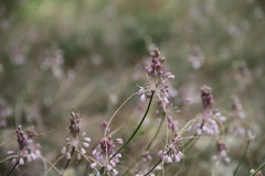 Allium paniculatum