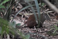 Hypsiprymnodon moschatus