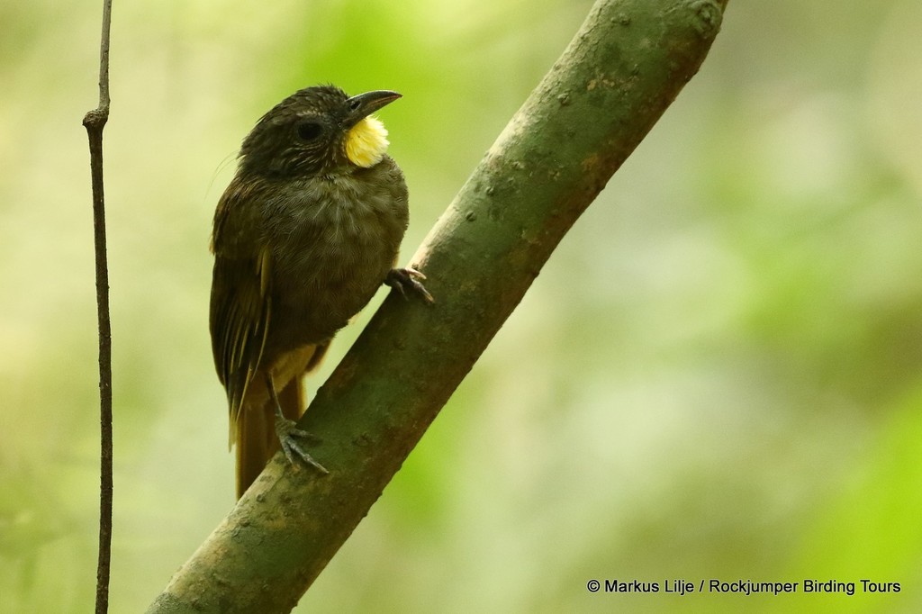 Western Bearded-Greenbul photo