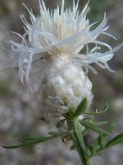 Centaurea deusta