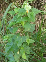 Abutilon hypoleucum