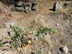 Nicotiana glauca