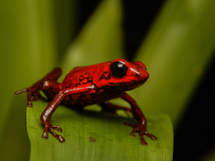 Andean Poison Frog photo 1