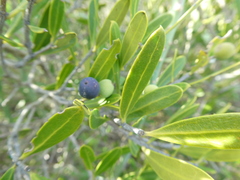 Olea exasperata