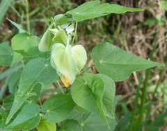Abutilon hypoleucum