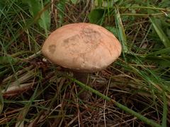 Leccinum discolor