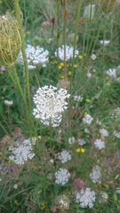 Daucus carota