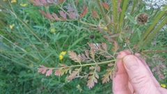Daucus carota