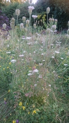 Daucus carota