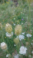 Daucus carota