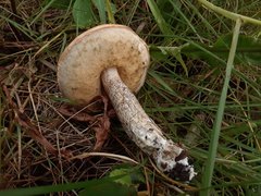 Leccinum discolor