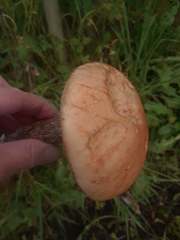 Leccinum discolor