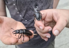 Lucanus tetraodon