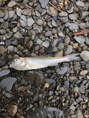 Percopsis omiscomaycus