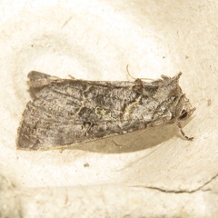 Ctenoplusia oxygramma