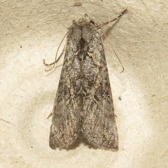 Ctenoplusia oxygramma