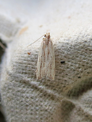 Helcystogramma hystricella