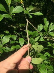 Crataegus punctata