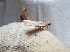 Helcystogramma hystricella