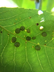 Caryomyia tuberculata