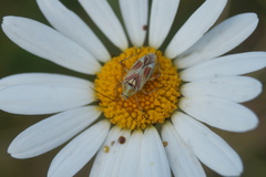 Calocoris roseomaculatus