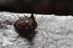 Alcimocoris japonensis