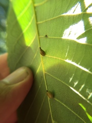 Caryomyia caryaecola