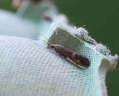 Neureclipsis bimaculata