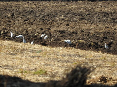 Bubulcus ibis