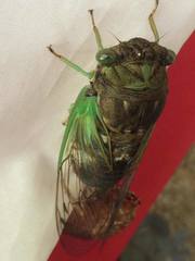 Neotibicen tibicen tibicen