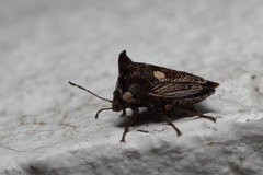 Alcimocoris japonensis