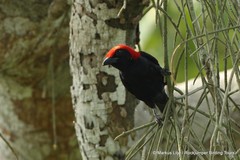 Malimbus rubricollis