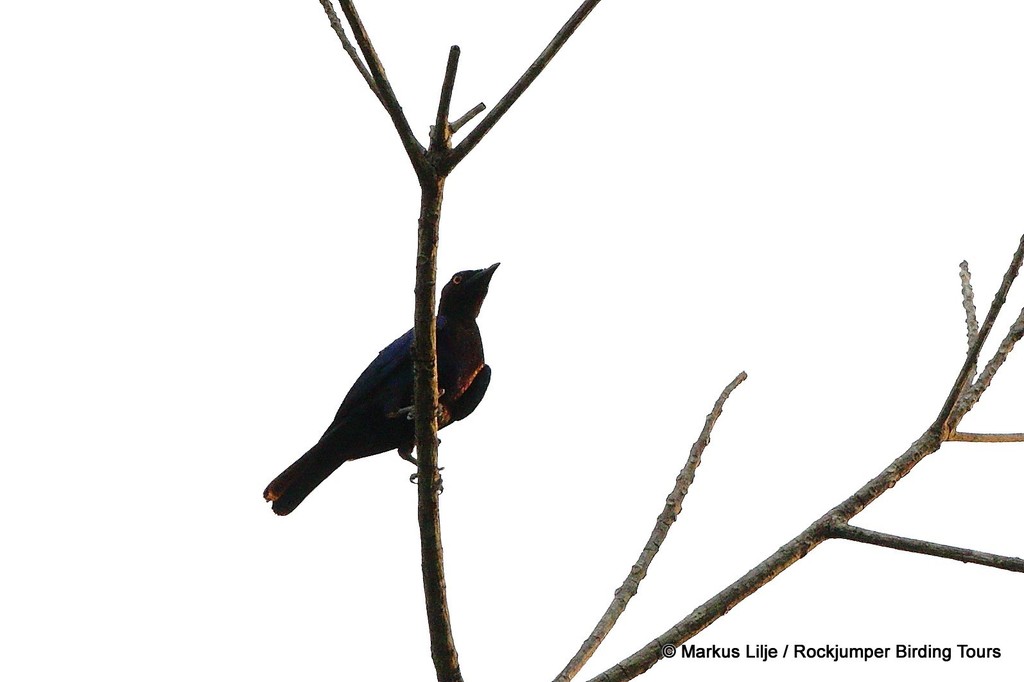Copper-tailed and Purple-headed Starlings