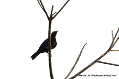 Hylopsar cupreocauda