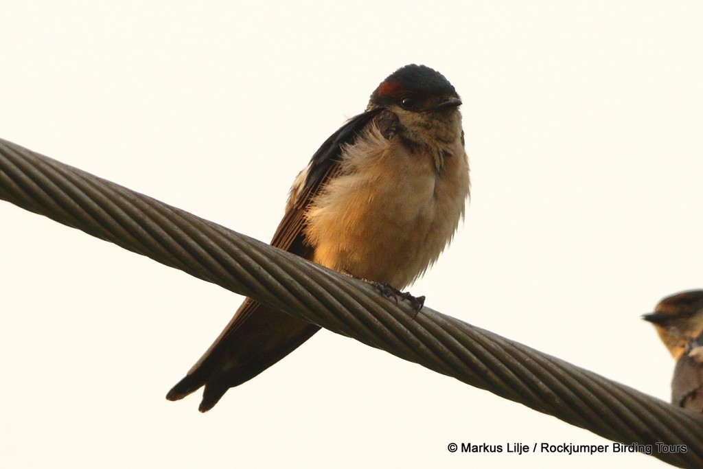 Preuss's Swallow photo