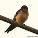 Preuss's Swallow - Photo (c) markus lilje, some rights reserved (CC BY-NC-ND), uploaded by markus lilje