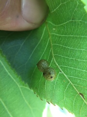 Caryomyia tuberculata