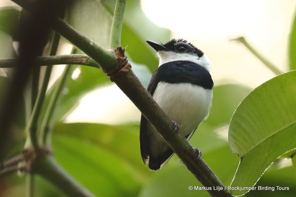 West African Wattle-eye