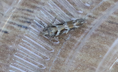 Aristotelia devexella