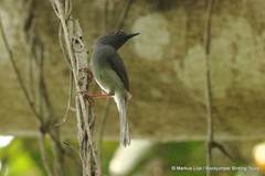 Apalis sharpii