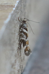 Aristotelia devexella